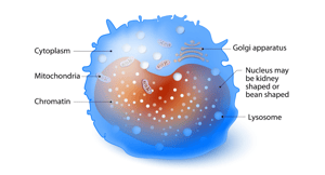 Monocyte