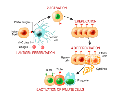 Adaptive immune system