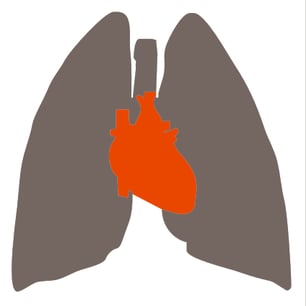 heart and lungs