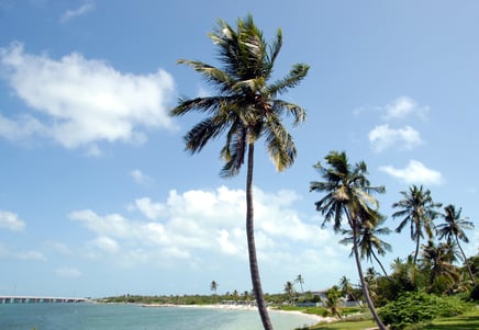 Beach landscape with palm trees.