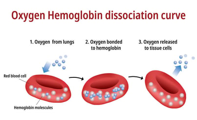 Oxygen hemoglobin dissociation curve.