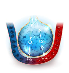 Diagram showing how the alveoli work.