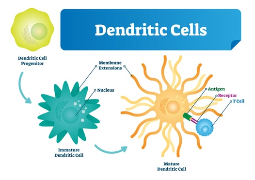 Dendritic cells