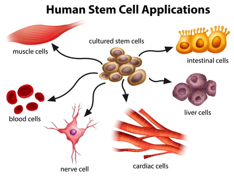 Human stem cell applications