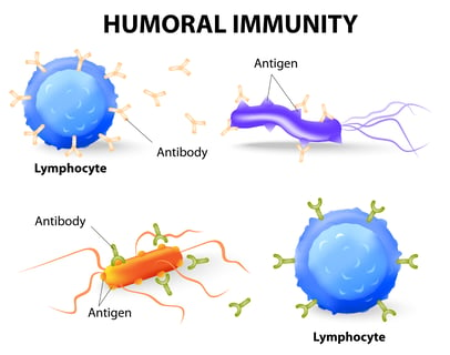 Humoral immunity