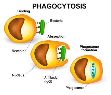 Phagocytosis process