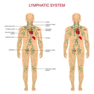 Lymphatic system