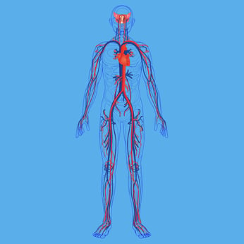 Circulatory system