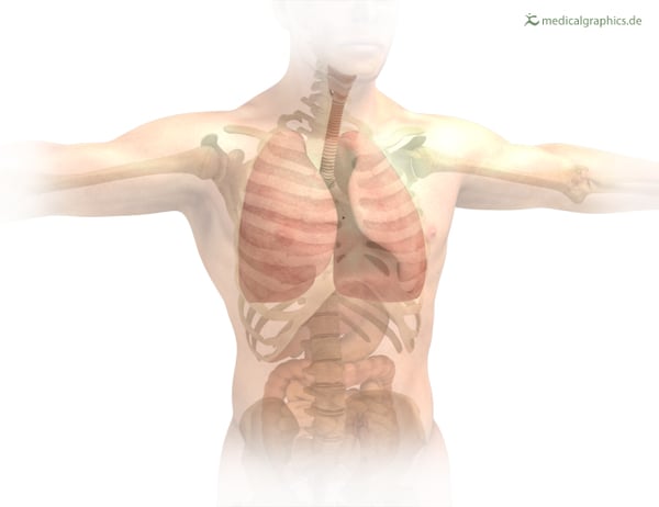 lung-location-torax