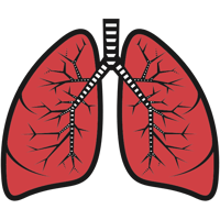 Illustration of human lungs