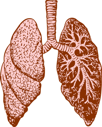 lungs-37824_1280