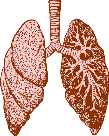 Illustration of the human lungs.