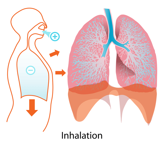 lungs-41562_1280