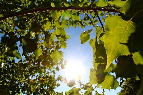 summer-2369725_1280